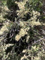 Holodiscus discolor microphyllus
