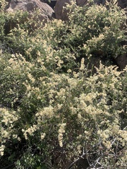 Holodiscus discolor microphyllus