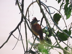 Thamnophilus doliatus