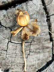 Ipomoea violacea