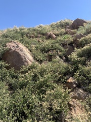 Holodiscus discolor microphyllus