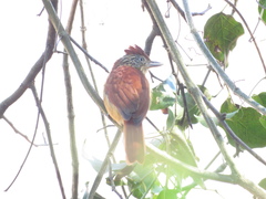 Thamnophilus doliatus