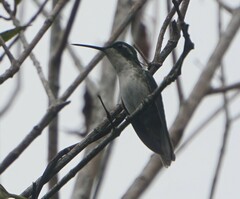 Lampornis viridipallens