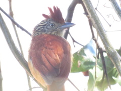 Thamnophilus doliatus