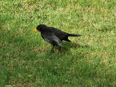 Turdus merula azorensis