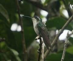Lampornis viridipallens