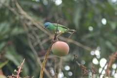Dacnis cayana