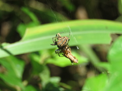 Alpaida veniliae