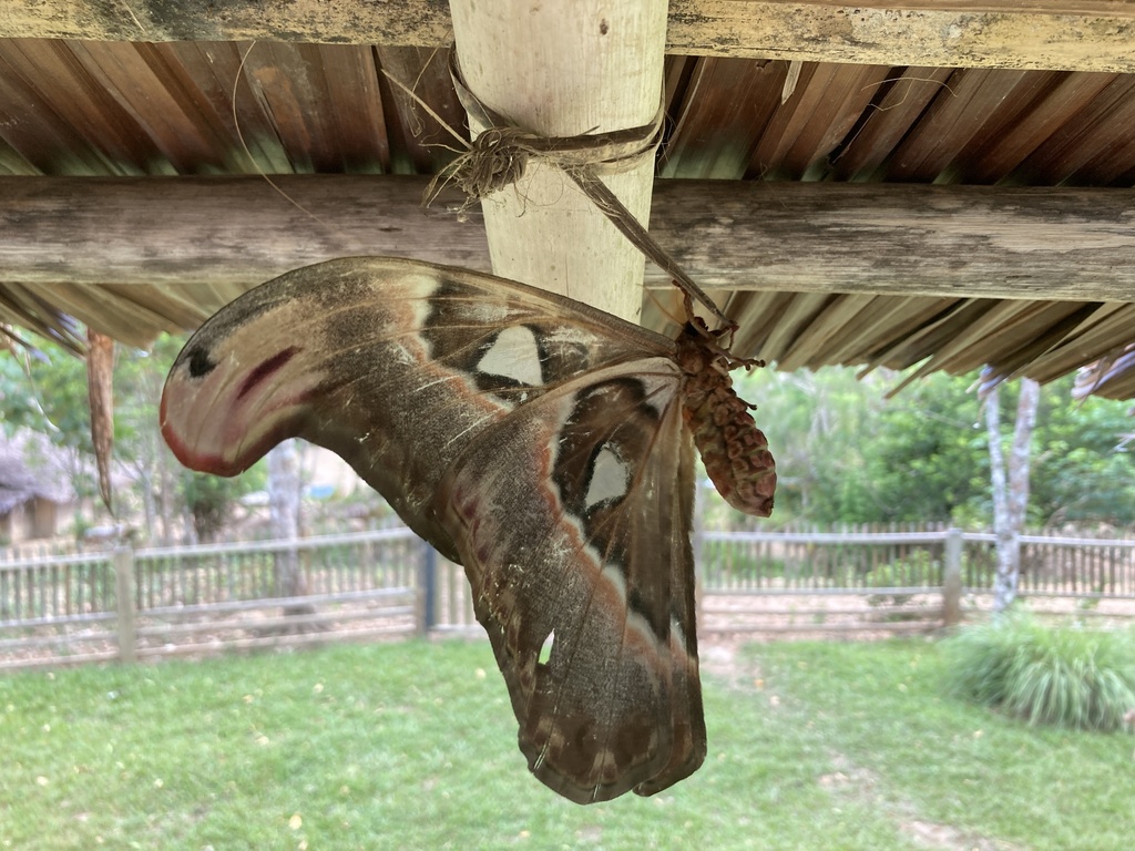 Attacus paraliae