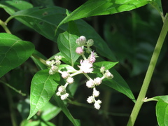 Cyrtocymura scorpioides