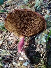 Suillus asiaticus