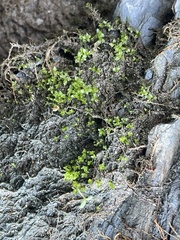 Hyophila involuta