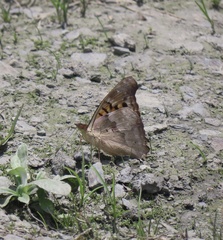 Doxocopa