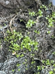 Hyophila involuta