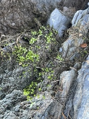 Hyophila involuta