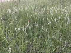 Stackhousia subterranea