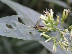 Argyroeides braco