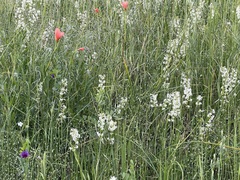 Stackhousia subterranea
