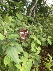 Danaus affinis