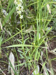 Stackhousia subterranea