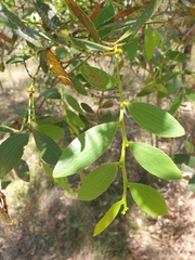 Acacia complanata