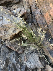 Melica stricta