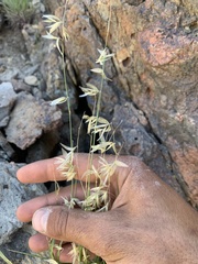 Melica stricta