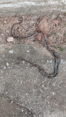 Pantherophis emoryi