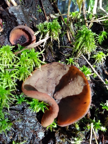 Representative image of Legaliana limnaea