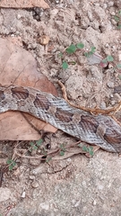 Pantherophis emoryi