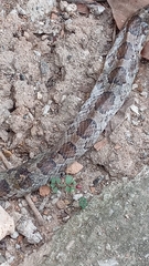 Pantherophis emoryi