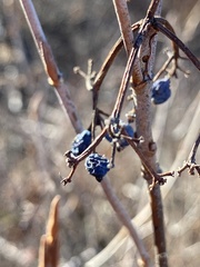 Viburnum lentago