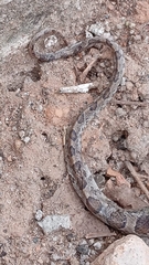 Pantherophis emoryi