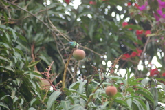 Dacnis cayana