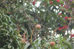 Dacnis cayana
