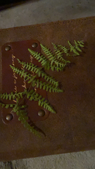 Dennstaedtia punctilobula