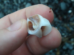 Nucella