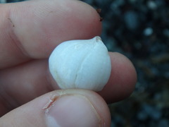 Nucella
