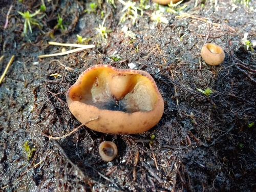 Peziza limnaea image