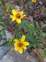Bidens polylepis