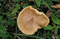 Cuphophyllus pratensis