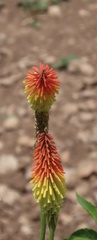 Kniphofia