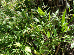 Platanthera tescamnis