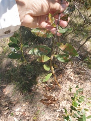 Acacia complanata