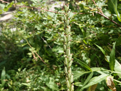 Platanthera tescamnis