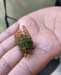 Carineta castaneopercula