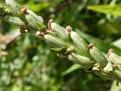 Platanthera tescamnis