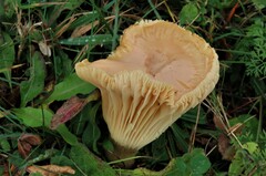 Cuphophyllus pratensis