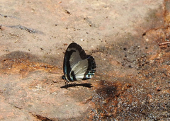 Psychonotis caelius