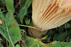 Cuphophyllus pratensis